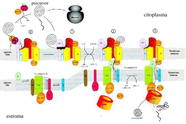 Figura 2- Mecanismo molecular de importação através das membranas  externas e internas do cloroplasto 