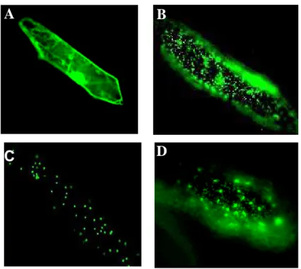 Figura 10 - Células de epiderme de cebola expressando construções gênicas  utilizadas como controle de direcionamento para: A) citoplasma  (pCAMBIA 1302), B) mitocôndria (β-GFP), C) plastídeo  (RecA-GFP), D) cloroplasto e mitocôndria (SYCO-GFP)