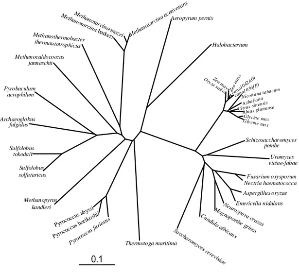Figura 14 - Árvore filogenética não enraizada da proteína THI1. A barra significa  a distância genética a partir do ancestral comum