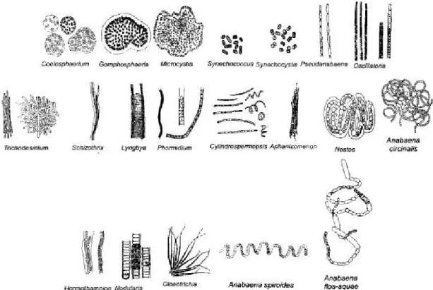 Figura 7 - Esquemas de espécies de cianobactérias  Fonte: UPC (adaptado de Chorus e Bartram, 1999) 