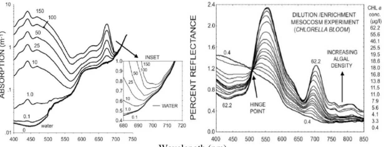 Figure 4 – On the left: Combined absorption coefficients for water and phytoplankton pigment at  different concentrations (Bidigare et al., 1990 &amp; Smith and Baker, 1991 in Schalles, 2006)