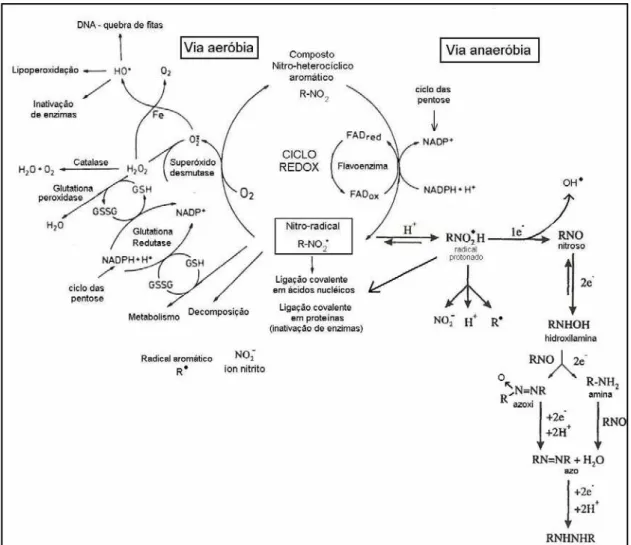 Figura 19: Vias de metabolização aeróbia e anaeróbia de nitro-compostos e ações deletérias