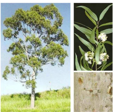 Figura 5 - Aspectos do Eucalyptus citriodora de acordo com a  descrição de Lorenzi et al