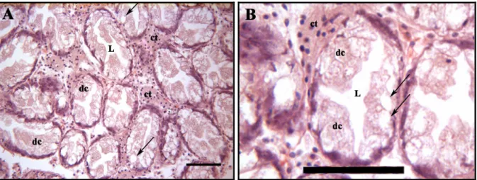 Fig. 13 - Histological sections stained with haematoxylin and eosin of digestive gland of  C