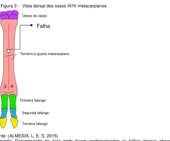 Figura 3 -  Vista dorsal dos ossos III/IV metacarpianos 