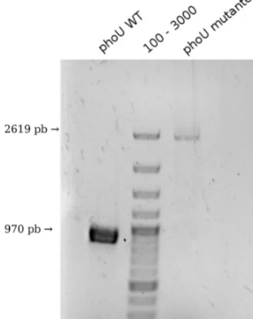 Figura 6 – Confirmação da inserção de pKNOCK-Gm-phoU (pLG17) no gene phoU de PA14. Am- Am-pliﬁcação do gene phoU da cepa selvagem PA14 e do mutante phoU::pKNOCK-Gm  utili-zando os iniciadores PA-phoU-5171F e PA-pstCABphoU-6086R