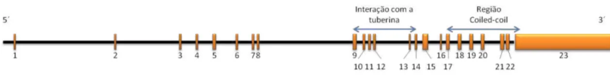 Figura 1: Representação esquemática do gene TSC1. O comprimento dos éxons (barras verticais alaranjadas), assim  como  dos  íntrons  (barras  horizontais  pretas),  encontra-se  em  escala
