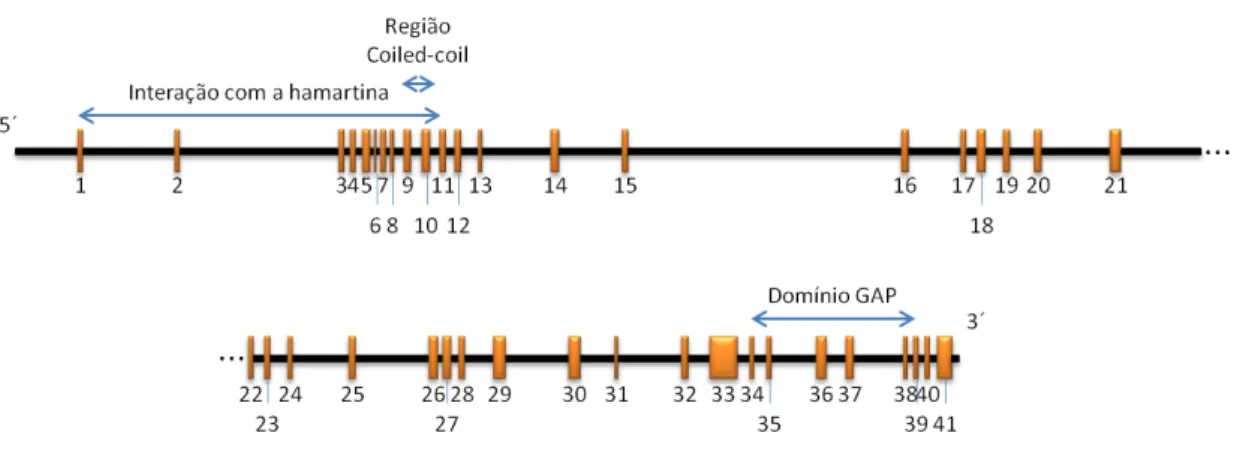 Figura 3: Representação esquemática do gene TSC2. O comprimento dos éxons (barras verticais alaranjadas), assim  como  dos  íntrons  (barras  horizontais  pretas),  encontra-se  em  escala