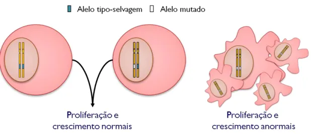 Figura  4:  Ilustração  da  hipótese  de  Knudson  para  genes  supressores  de  tumor