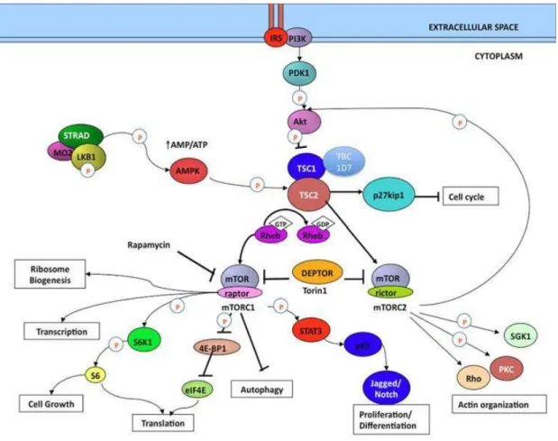Figura  5:  Cascata  de  sinalização  da  via  do  mTOR  Complexo  TSC1/TSC2  (hamartina/tuberina)  funcionam  como  mediadores de níveis de nutrientes intracelulares via respectivamente AMPK e IRS/PI3K, regulando a atividade de  mTORC1  via  Rheb  sobre  