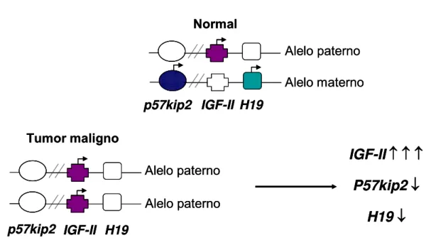 Figura 2. Representação esquemática da dissomia uniparental paterna do  locus  11p15 com alteração do imprinting genômico observada em tumores  embrionários e adrenocorticais