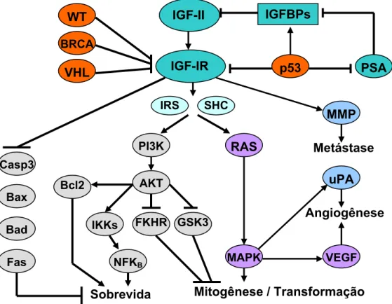 Figura 3. Efeitos biológicos desencadeados pela via de sinalização do IGF- IGF-IR. IGF-II, fator de crescimento semelhante à insulina tipo II; IGF-IR, receptor  de IGF-I; IGFBPs, proteínas de ligação de IGFs; PSA, antígeno específico  prostático; WT, gene 