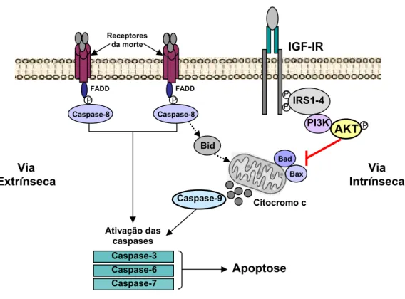 Figura 4. Mecanismos de ativação das vias extrínseca e intrínseca da  apoptose. FADD, domínio dos receptores da morte Fas; IGF-IR, receptor do  fator de crescimento semelhante à insulina tipo I (IGF-I); IRS, substrato do  receptor de insulina; PI3K, fosfoi