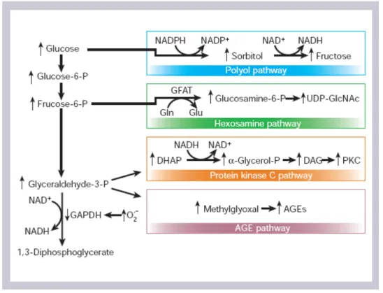 Figura 1- Efeitos do aumento do metabolismo de glicose. A superprodução de superóxido mitocondrial  induzida pela hiperglicemia ativa 4 vias que potencializam o dano celular: via do poliol, via  das  hexosaminas,  via  da  PKC  e  formação  de  produtos  f