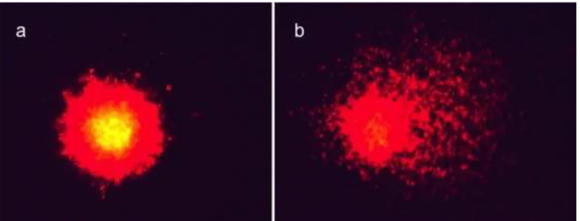 Figura  2:  Fotomicrografias de nucleoides de células do coração de ratos Wistar. (a)  nucleoide  sem  dano  e  (b)  nucleoide  com  dano