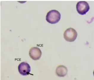 Figura  3:  Fotomicrografia  de  eritrócitos  normocromático  (NCE)  e  policromático  (PCE)  de  medula  óssea  de  rato  Wistar