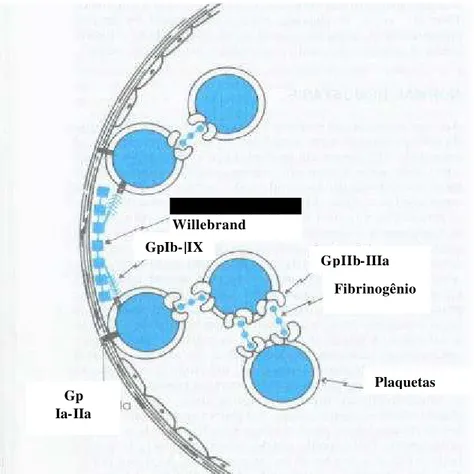 FIGURA 1  - ADESÃO E AGREGAÇÃO PLAQUETÁRIA. A adesão das plaquetas ao subendotélio é  facilitada pelo Fator de Von Willebrand, que faz a ligação entre o colágeno na parede do vaso e os  receptores da glicoproteína plaquetária Ib/IX