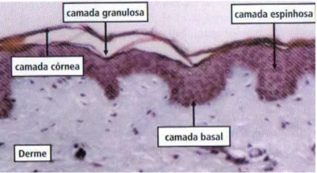 Figura  1.  Fotomicrografia  de  fragmento  de  pele  humana  mostrando  a  epiderme  e  suas diferentes camadas; coloração HE