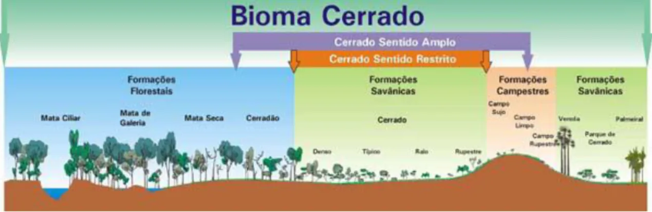 Figura 1- Fitofisionomias do Cerrado  Fonte: Ribeiro &amp; Walter, 2008. 
