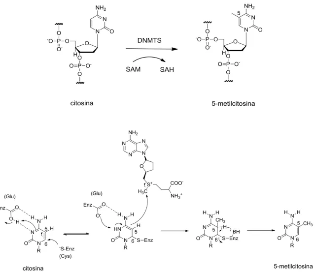 Figura  3.  Mecanismo  da  metilação  do  DNA  catalisado  por  enzimas  DNA  metiltransferases (DNMTs) 