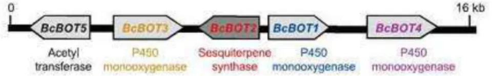 Figura  10. Cluster  envolvido  na  produção  de  botridial  e  derivados  (PINEDO  et  al.,  2008) 