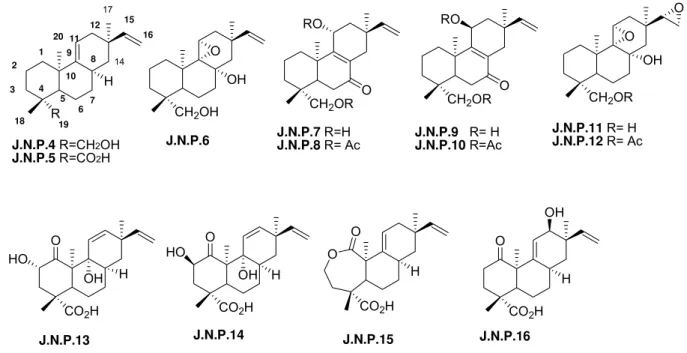Figura 4. Biotransformação dos derivados de ent-pimara-9(11),15-dienos, J.N.P.4 e  J.N.P.5 pelo fungo Gibberella fujikuroi 