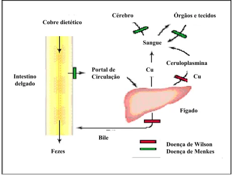 Figura 2:  Metabolismo de cobre e os bloqueios causados pelas doenças de  Wilson e Menkes