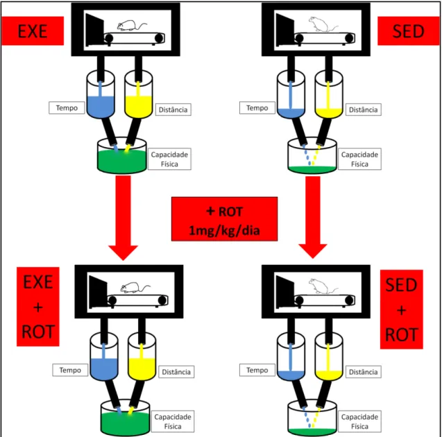 FIGURA 9  – Esquema ilustrativo das alterações da capacidade física de ratos  Lewis  idosos  expostos  a  baixas  doses  de  rotenona  e  submetidos  ao  treinamento físico após e durante período de exposição, e seus representativos  controles  (Grupo  1)