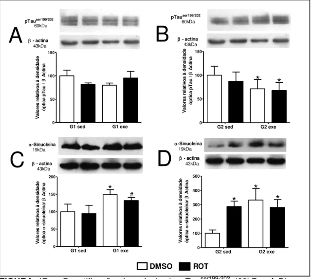 FIGURA  17  – Quantificação  dos  níveis  de  pTau ser199-202   (60kDa,  A- B)  e  α- α-sinucleína  (19kDa,  C-D)  no  hipocampo  de  ratos  idosos  expostos  a  DMSO  ou  rotenona  (ROT  1mg/kg/dia)  submetidos  ao  treinamento  físico,  conforme  descrit