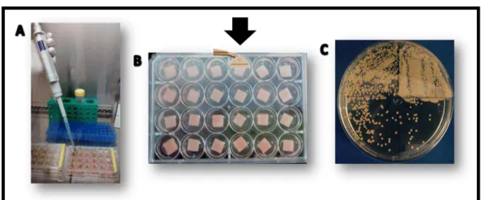 Figura  4.  Quantificação  do  biofilme  de  C.  albicans  aderido  sobre  a  superfície  de  corpos  de  prova  de  resina  acrílica  termopolimerizável  previamente  tratados  ou  não,  por  meio  das  unidades formadoras de colônias (UFC/mL)