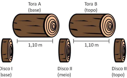 Figura 2  – Esquema de retirada das toras para a laminação e dos discos para a determinação da  densidade básica da madeira 