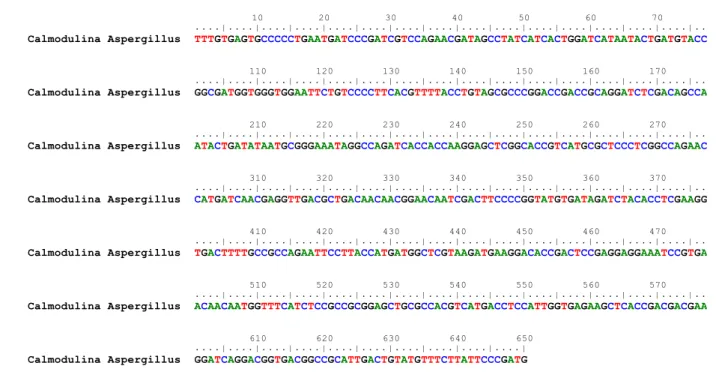 Figura 13. Sequência consenso obtida com os primers ITS1 e ITS4 para o fungo 8A. 