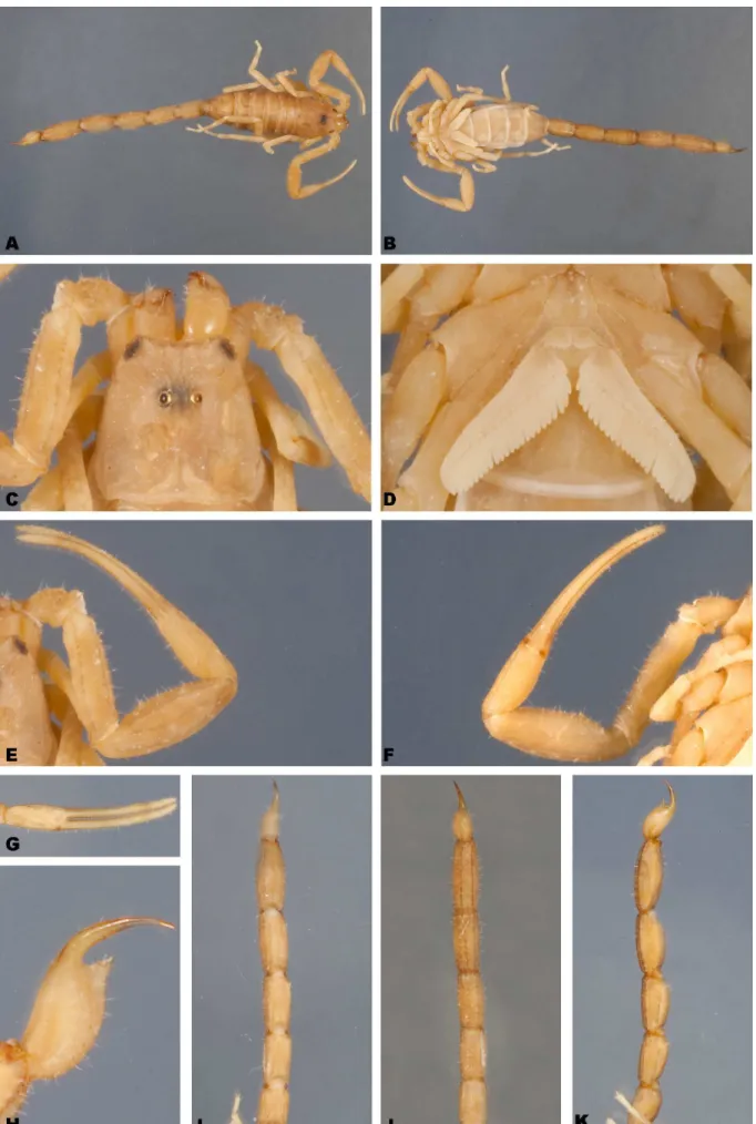 Figura 10.  Tityus (Tityus) annae (parátipo macho). Vista dorsal: corpo inteiro (A), carapaça (C), pedipalpo (E), metassoma (I); Vista ventral: