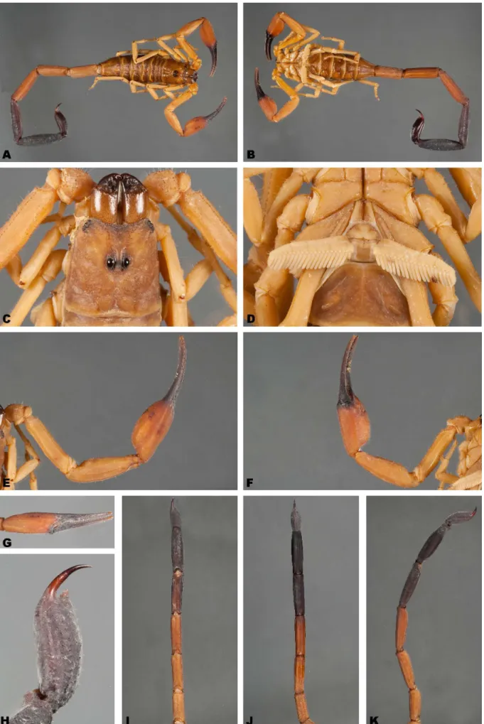 Figura 27.  Tityus (Tityus) cylindricus  (exemplar macho). Vista dorsal: corpo inteiro (A), carapaça (C), pedipalpo (E), metassoma (I); Vista ventral: corpo inteiro (B), esterno, opérculo genital e pentes (D), pedipalpo (F), metassoma (J); Vista lateral: q