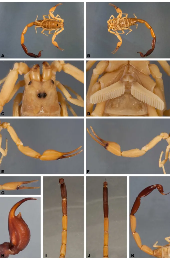 Figura 30.  Tityus (Tityus) gasci  (holótipo macho). Vista dorsal: corpo inteiro (A), carapaça (C), pedipalpo (E), metassoma (I); Vista ventral: