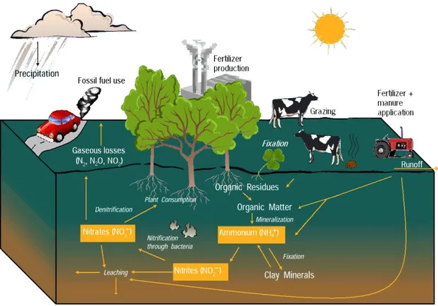 Figure 2.1 - Nitrogen cycle  –  sources and flows of N (Nol, 2010). 