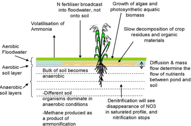 Figure  2.2  presents  the  mechanism  involved  in  a  flooded  rice  environment,  according  to  Gaydon et al
