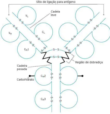 Figura 2  – Representação esquemática das diferentes regiões de um anticorpo (Adaptado de  ELGERT, 1996).