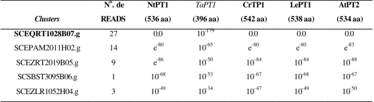 Tabela 1.  Clusters  de EST de cana-de-açúcar com similaridade a transportadores de fosfato de alta afinidade  isolados de  Nicotiana tabacum (NtPT1), seqüência parcial de trigo (TaPT1);  Catharanthus roseus  (CrPT1), Lycopersicum esculentum (LePT1) e Arab