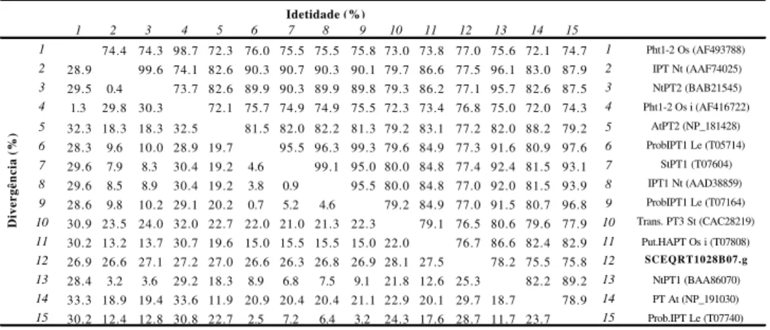 Tabela 3.  Identidade e divergência de aminoácidos em percentual, entre o  cluster  identificado no SUCEST  SCERRT1028B07.g (ScPT1) e os transportadores de fosfato  IPT1-Nt (AF156696 PID AAF74025) e  NtPT2 (BAB21545) de tabaco; Pht1-2-Os (AF493788) e Pht1-