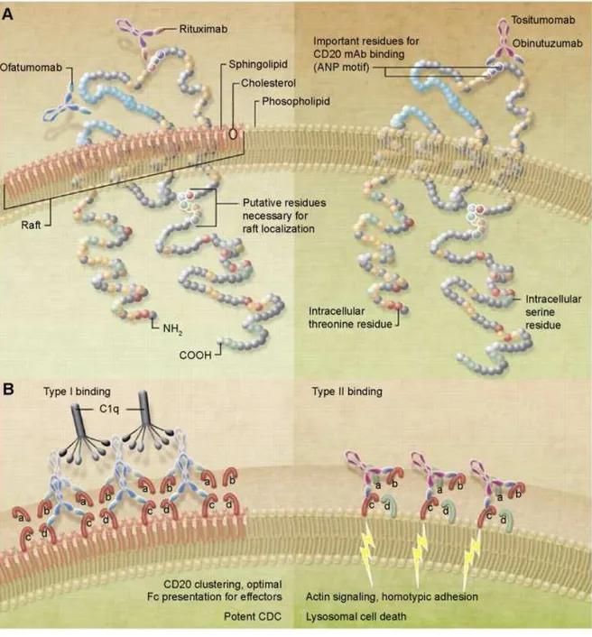 Figura  7.  Representação  esquemática  da  forma  de  atuação  dos  anticorpos  anti-CD20  de  tipo  I  e  II.Anticorpos  do  tipo  I,  como  o  rituximabe  e  ofatumumabe  atuam  principalmente  pela  formação  de  balsas  lipídicas levando a um agrupame
