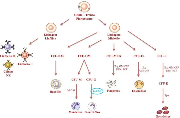 Figura 1: Esquema representativo do processo de hematopoiese. Adaptado de SMITH, 2003 