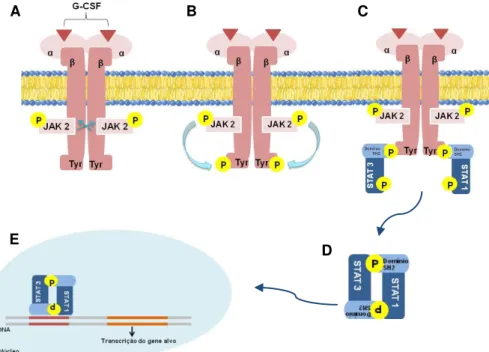 Figura 3: Rota de sinalização da ligação do G-CSF ao receptor específico. A - Aproximação das  cadeias β após a ligação do G -CSF  ao  receptor  e  autofosforilação  das  JAKS;  B  -  Fosforilação  dos  resíduos  de  Tyr  pelas  JAKs;  C  -  Ligação  das  