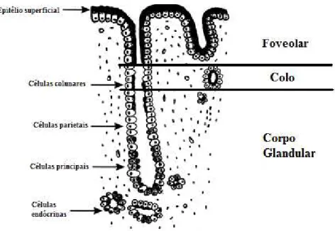 Figura 4: Representação esquemática da mucosa gástrica do tipo fúndico. 