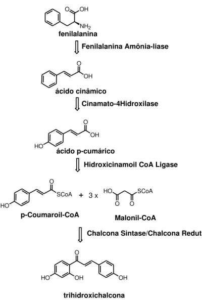 Figura 2.  Exemplo de biosíntese de chalconas. 