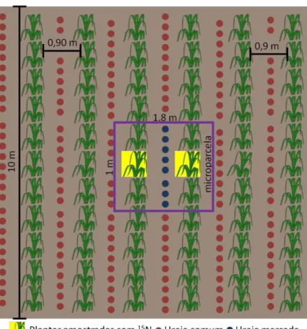 Figura  2.10  -  Esquema  da  parcela  de  milho  solteiro  em  Piracicaba  com  a  disposição  das  microparcelas  que  receberam  ureia  marcada  no  meio  das  entrelinhas  de  milho,  em  posição central da área da parcela, com 1,0 m de comprimento e d