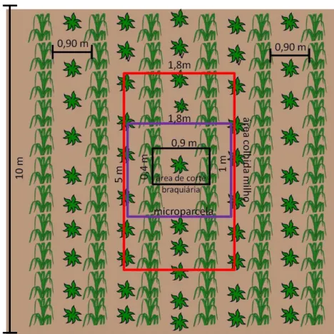 Figura 2.11 - Esquema da parcela experimental em Piracicaba-SP com 6 linhas de milho, 10 metros  de  comprimento  (total  54  m 2 ),  área  de  colheita  de  milho  (9  m 2 )  e  área  de  corte  de  braquiária (0,36 m 2 ) 