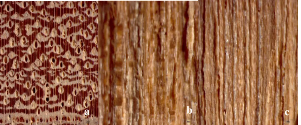Figura 5.1 - Fotomacrografia da madeira de Qualea brevipedicellata – a) plano transversal,  b) radial, c) tangencial, aumento de 20x e escala de 1mm
