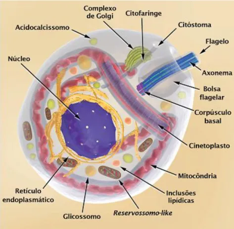 Figura 4. Esquema tridimensional da forma amastigota do Trypanosoma cruzi mostrando  as principais estruturas celulares (Adaptado de (Dirceu Esdras Teixeira, 2011))