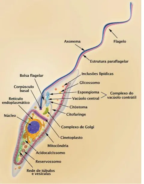 Figura 5. Esquema tridimensional da forma amastigota do Trypanosoma cruzi mostrando  as principais estruturas celulares (Adaptado de (Dirceu Esdras Teixeira, 2011))